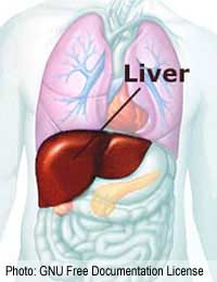 Liver Transplant Liver Operation Liver